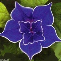 Elizabeth Crowe Photo 11