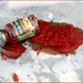 Krysta Cook Photo 27