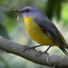 Robin Bird Photo 40