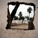 Scott Palm Photo 32