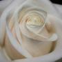 Dawn Parker Photo 28