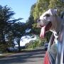 Ruby King Photo 27