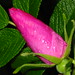 Bud Prest Photo 10