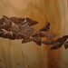 Richard Lindstrom Photo 36