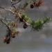 David Tillery Photo 40