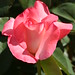Rose Marin Photo 39