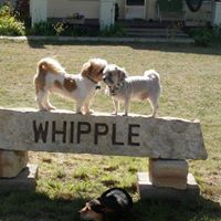 Vickie Whipple Photo 1
