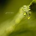 Hope Green Photo 45