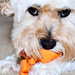 Brandy May Photo 38