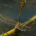 David Hovell Photo 16