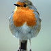 Robin Stead Photo 26