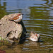 Deborah Sparrow Photo 30