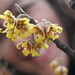 Hazel Winter Photo 21