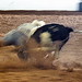 Mark Nieman Photo 36