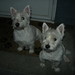 Raymond Harwood Photo 14