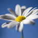 Marguerite White Photo 29