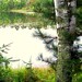 Brandon Birch Photo 41