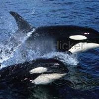 Brenda Farrar Photo 8