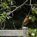 Robin Bench Photo 19