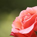 Rose Burns Photo 50