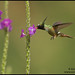 Glenn Costa Photo 22