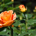 June Rose Photo 40