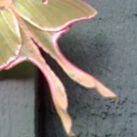 Patsy Hinson Photo 1