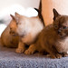 Gayle Knowles Photo 26