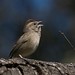 Barbara Sparrow Photo 27