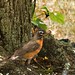 Robin Leaf Photo 23