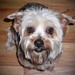 Foster Tanner Photo 18