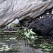 Justin Beaver Photo 41