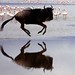 David Gallop Photo 22