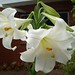 Lillian White Photo 38