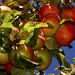 Virginia Apple Photo 19