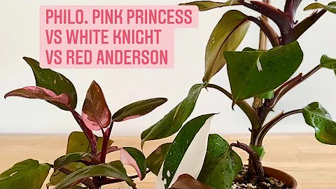 Princess Anderson Photo 26