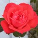 Bob Rose Photo 42
