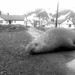 Edward Seal Photo 25