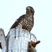Scott Wing Photo 38