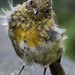 Robin Edge Photo 26