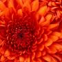 Cynthia Craddock Photo 8