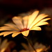 Sandra Young Photo 43