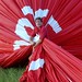 Kevin Flanagan Photo 41