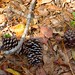 Brandon Cone Photo 25