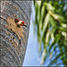 Ray Saunders Photo 39