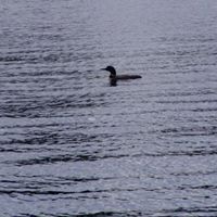 Jennifer Huth Photo 1