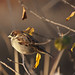 Joy Sparrow Photo 27