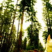 Forrest Stanley Photo 23