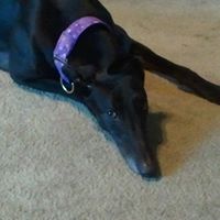 Brenda Fulcher Photo 5