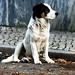 Mario Mancha Photo 29